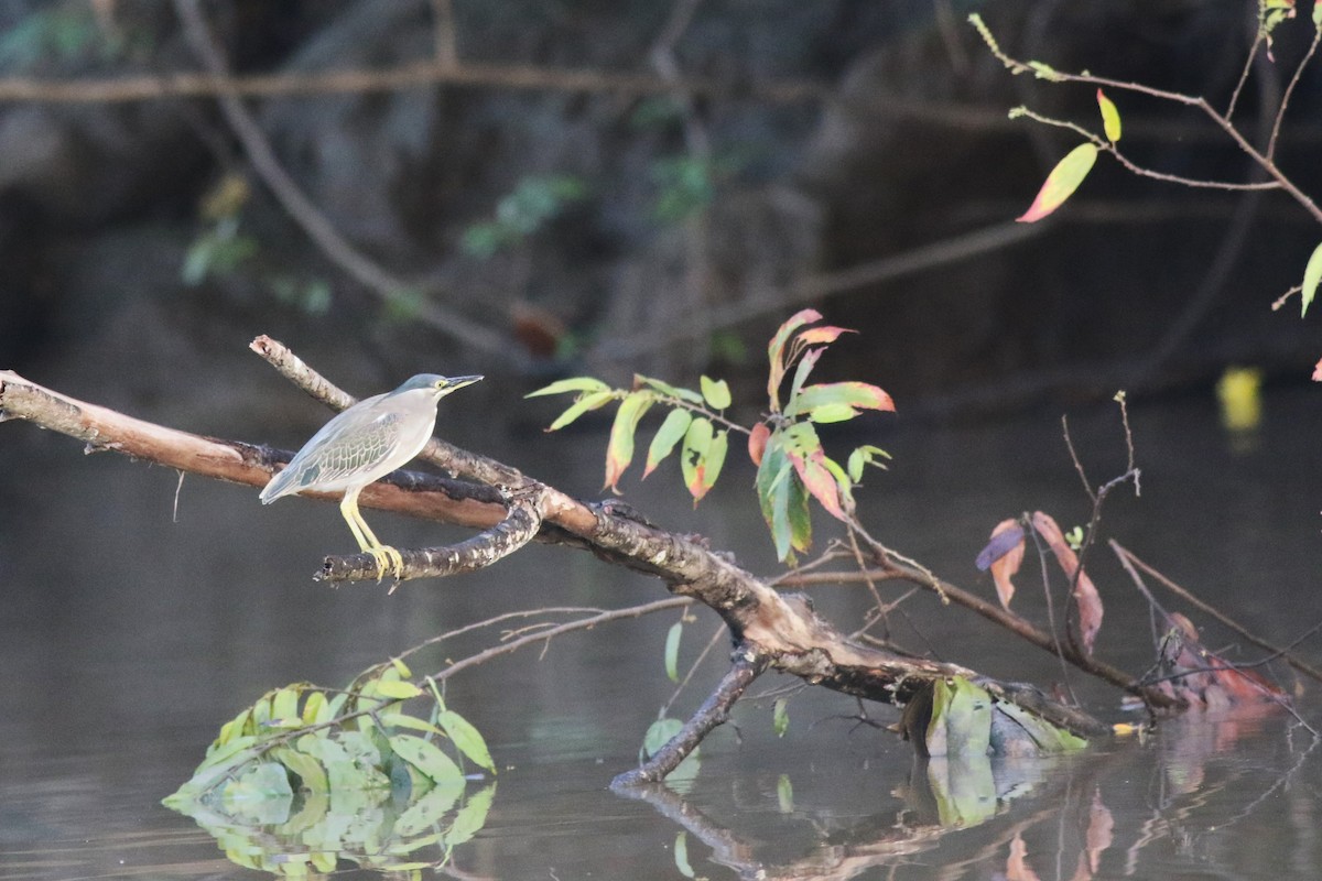 Striated Heron - ML620502870