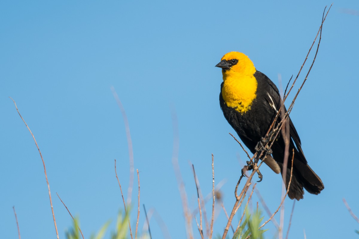 Yellow-headed Blackbird - ML620502871
