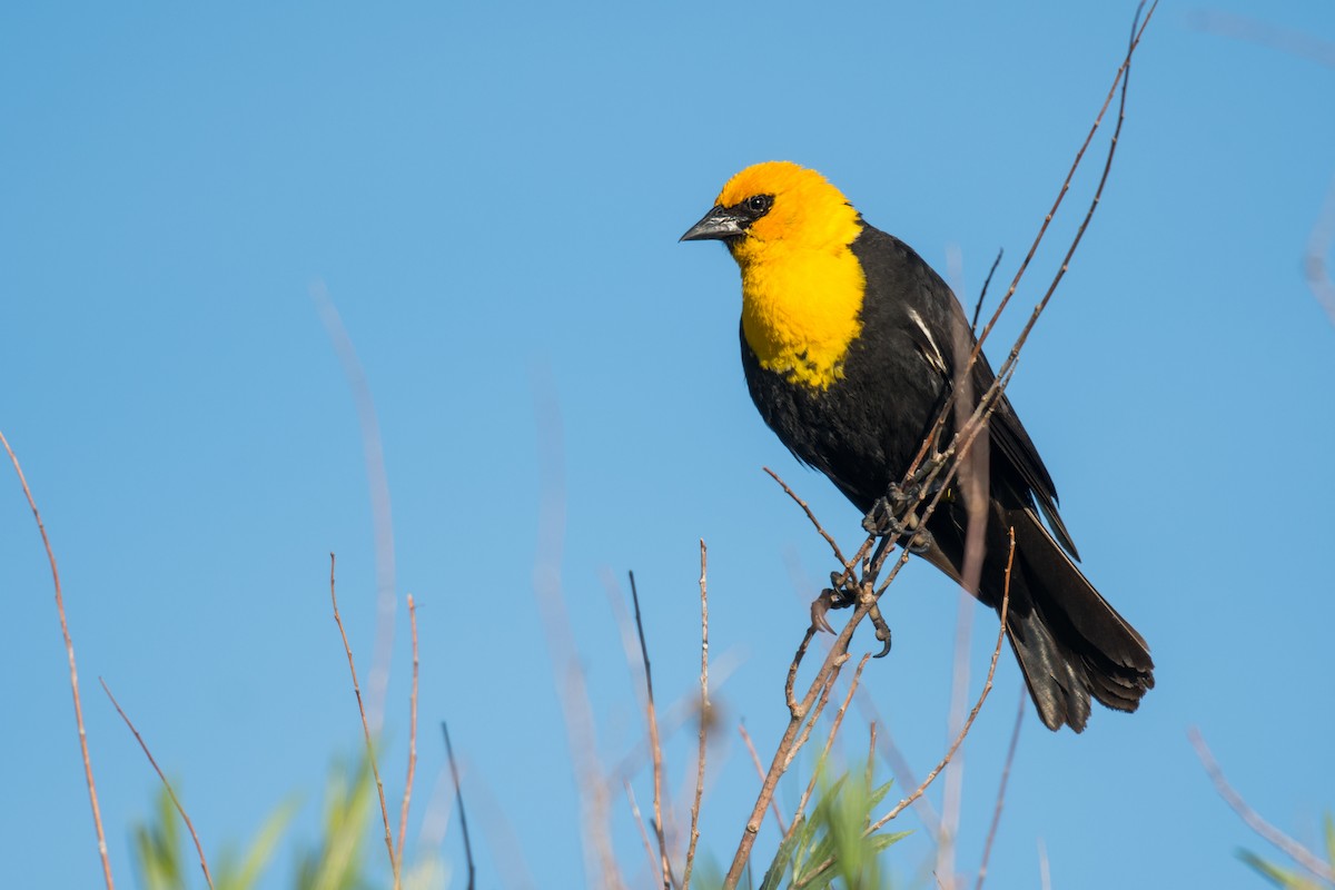 Yellow-headed Blackbird - ML620502872