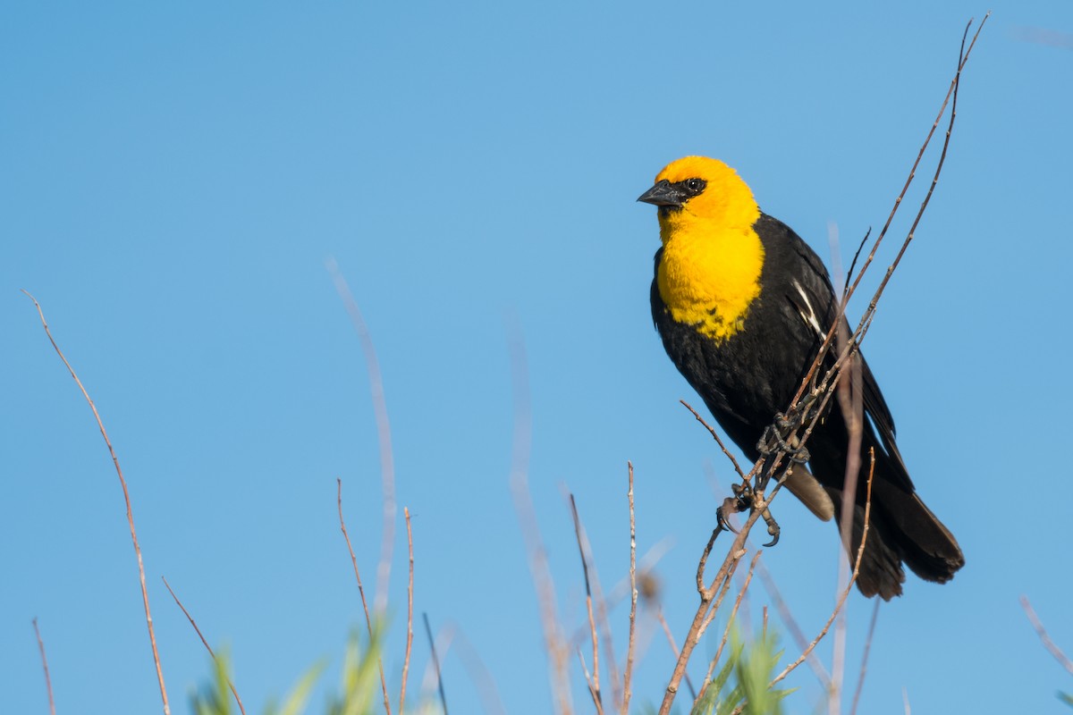 Yellow-headed Blackbird - ML620502873