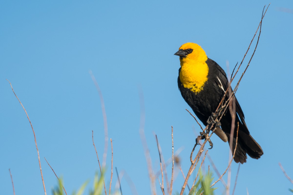 Tordo Cabeciamarillo - ML620502873