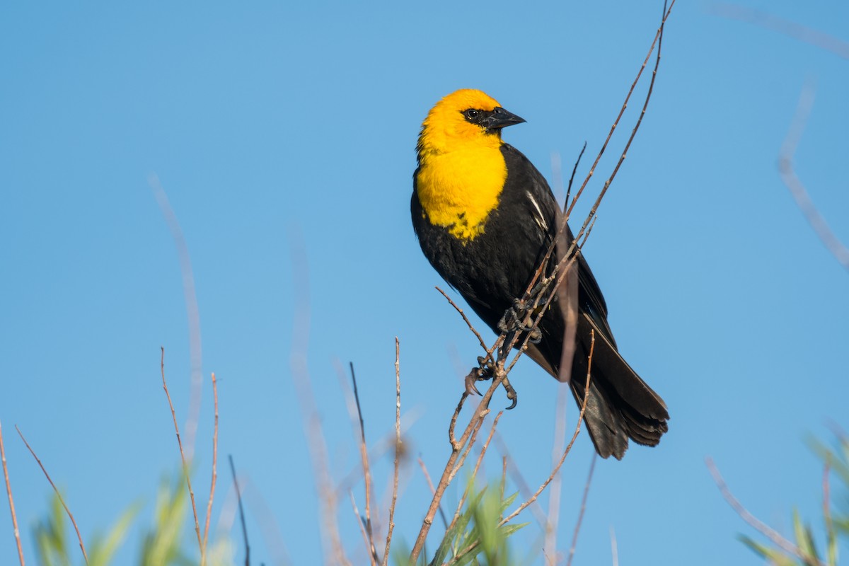 Yellow-headed Blackbird - ML620502874