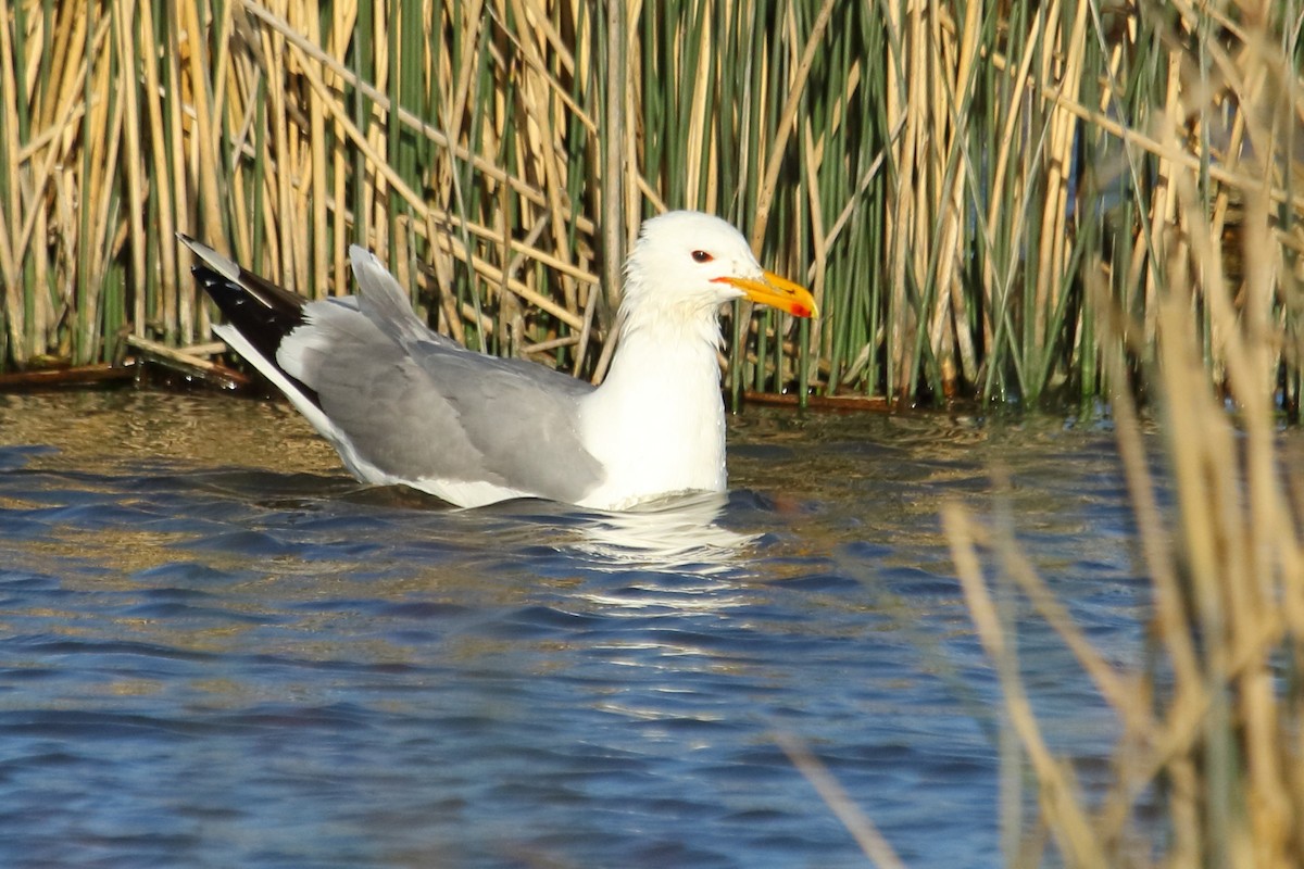 California Gull - ML620502875