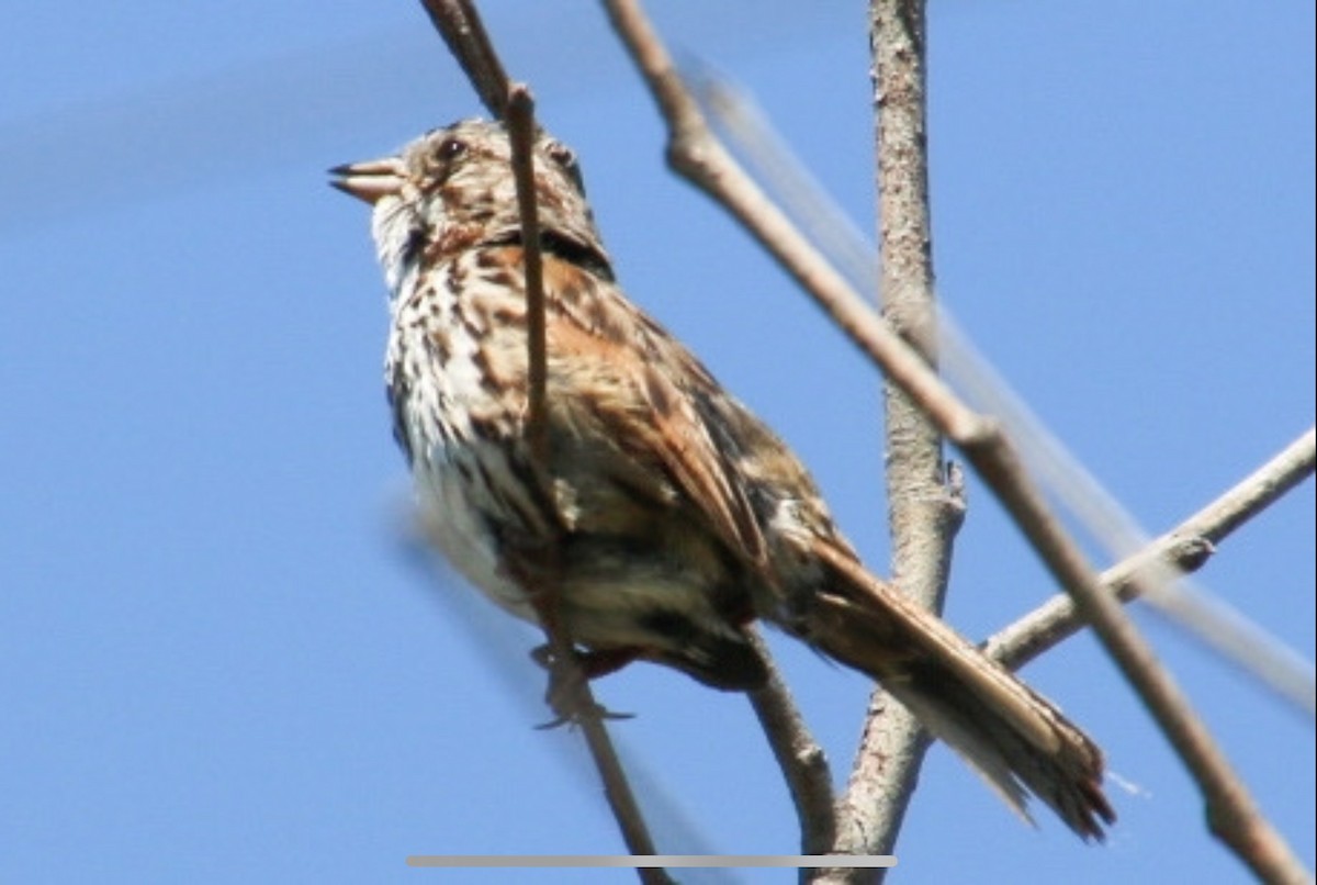 Song Sparrow - ML620502881