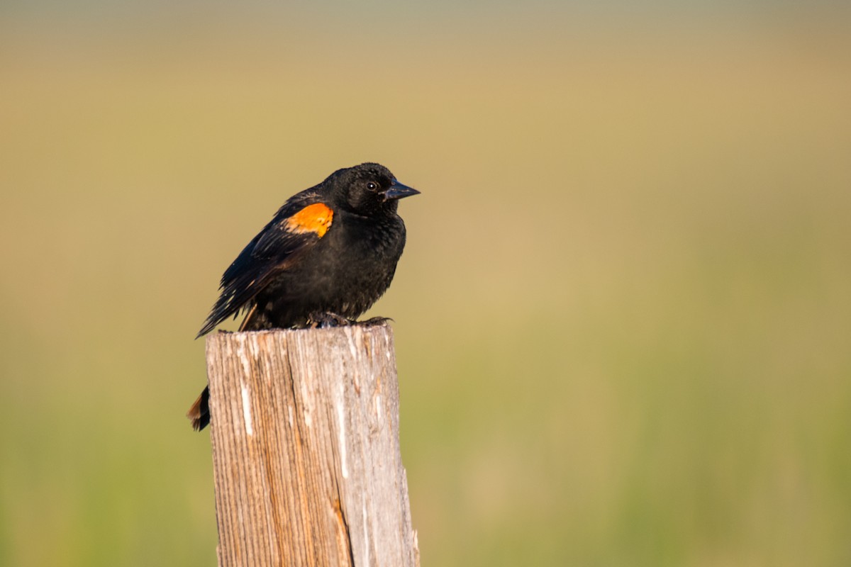 Red-winged Blackbird - ML620502885