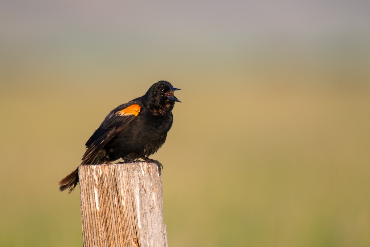 Red-winged Blackbird - ML620502886