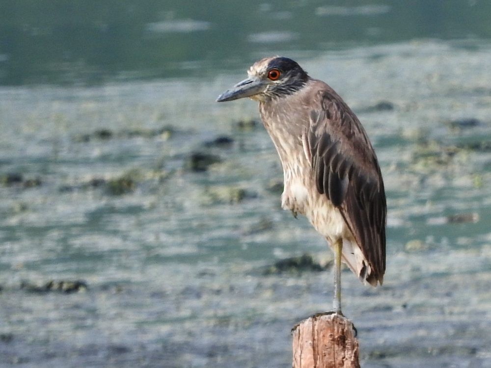 Yellow-crowned Night Heron - ML620502889