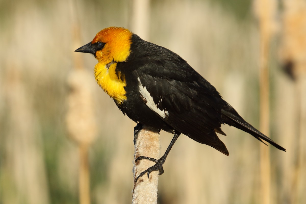 Yellow-headed Blackbird - ML620502897