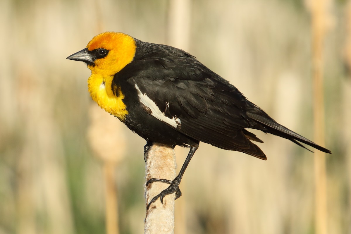 Yellow-headed Blackbird - ML620502898