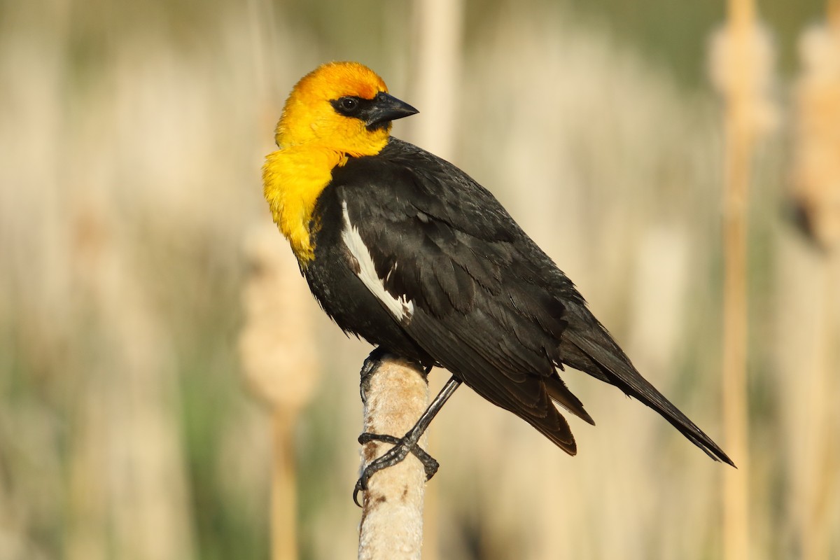 Yellow-headed Blackbird - ML620502899