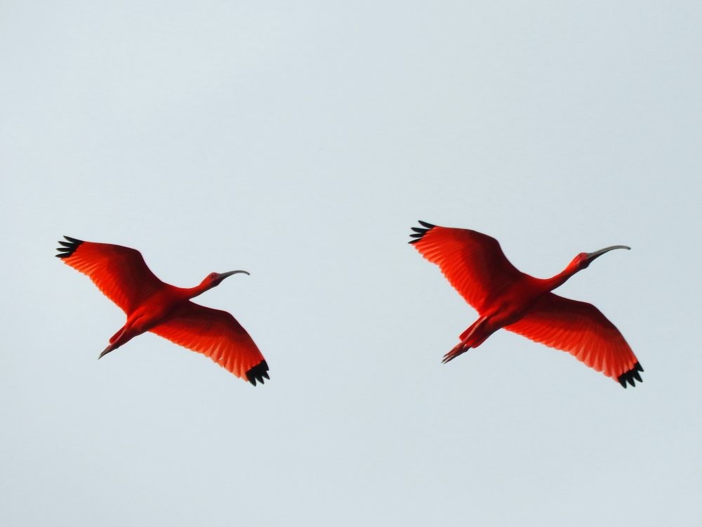 ibis rudý - ML620502902