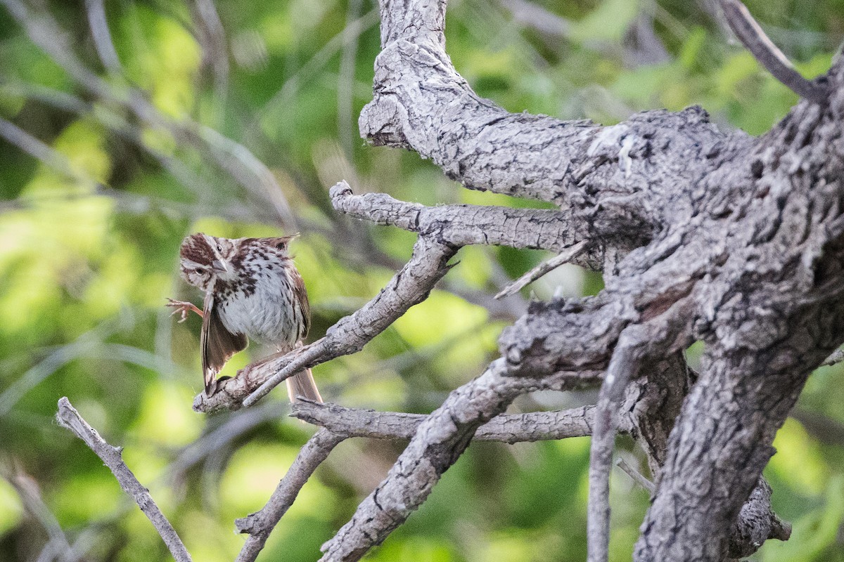 Song Sparrow - ML620502905