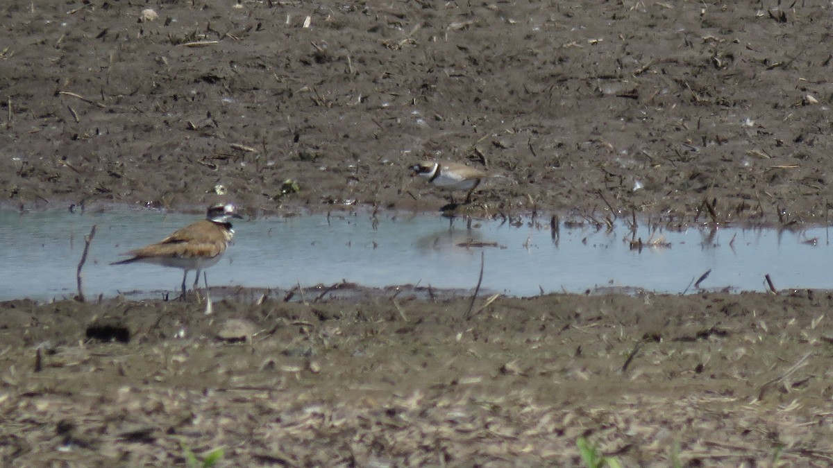 Semipalmated Plover - ML620502906