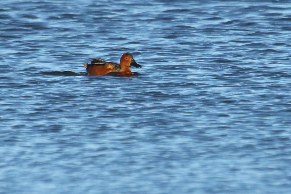 Cinnamon Teal - ML620502909