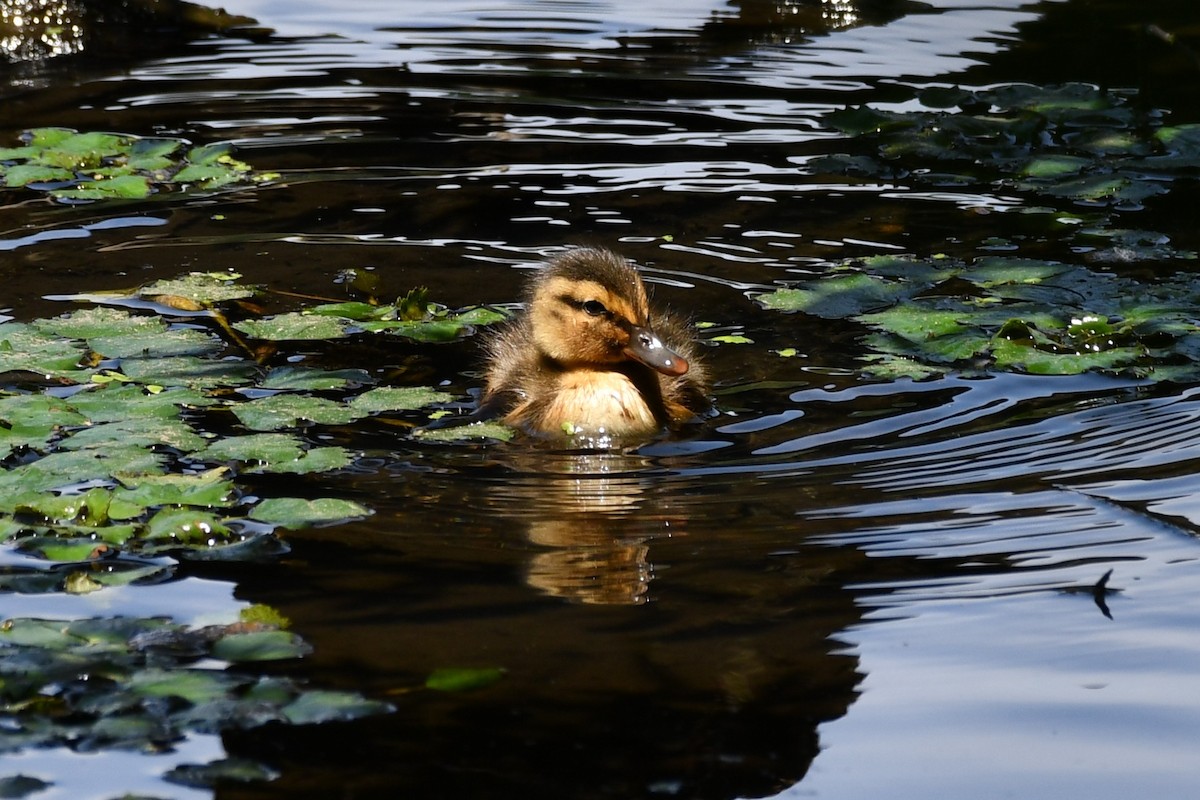 Wood Duck - ML620502911