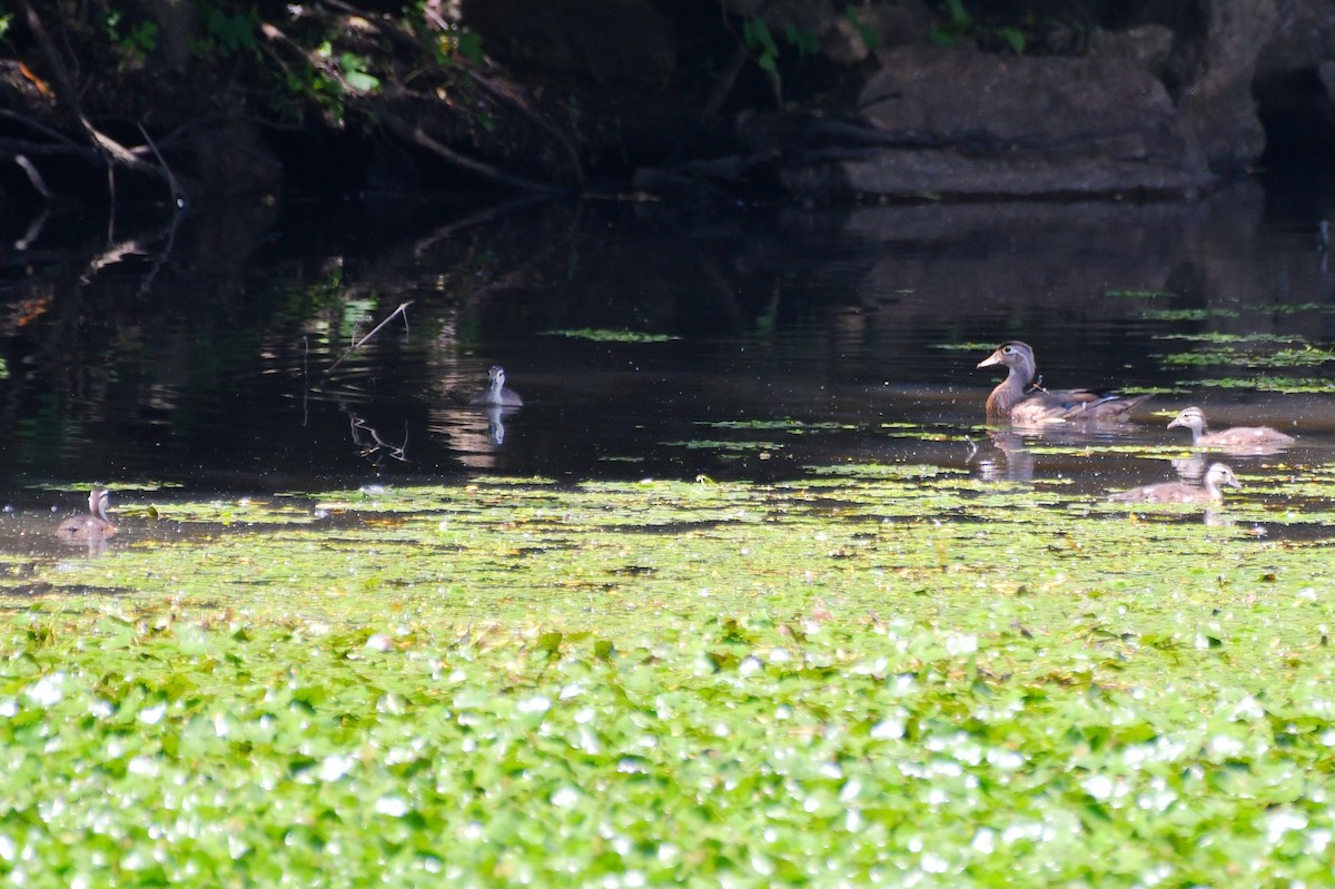 Wood Duck - ML620502912