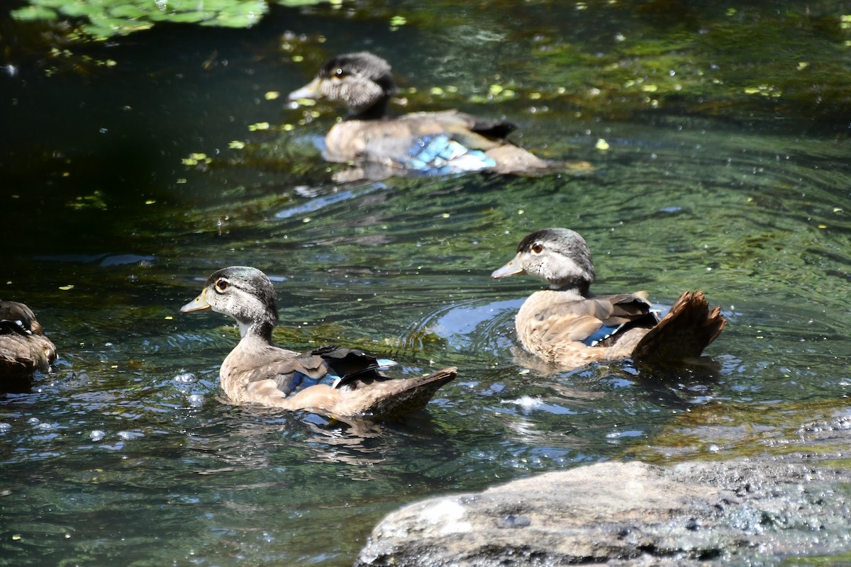 Wood Duck - ML620502913