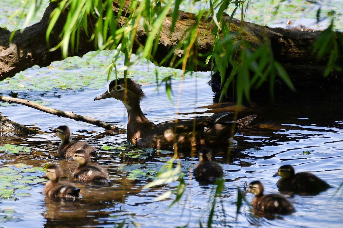 Wood Duck - ML620502914