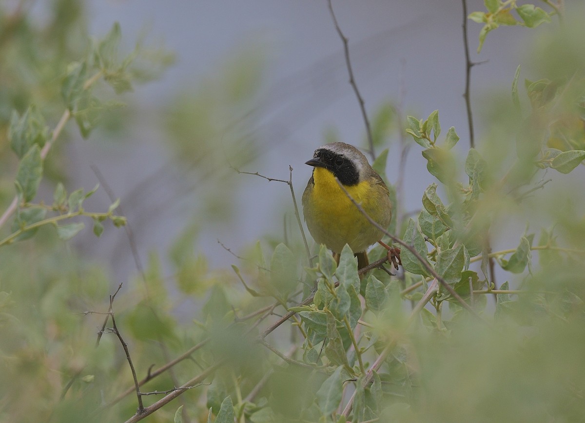 Common Yellowthroat - ML620502916