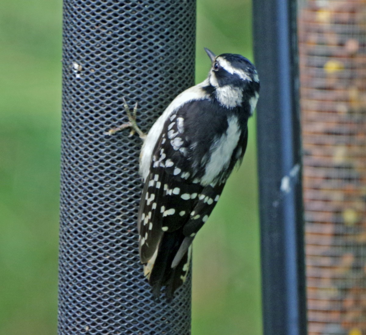 Downy Woodpecker - ML620502917