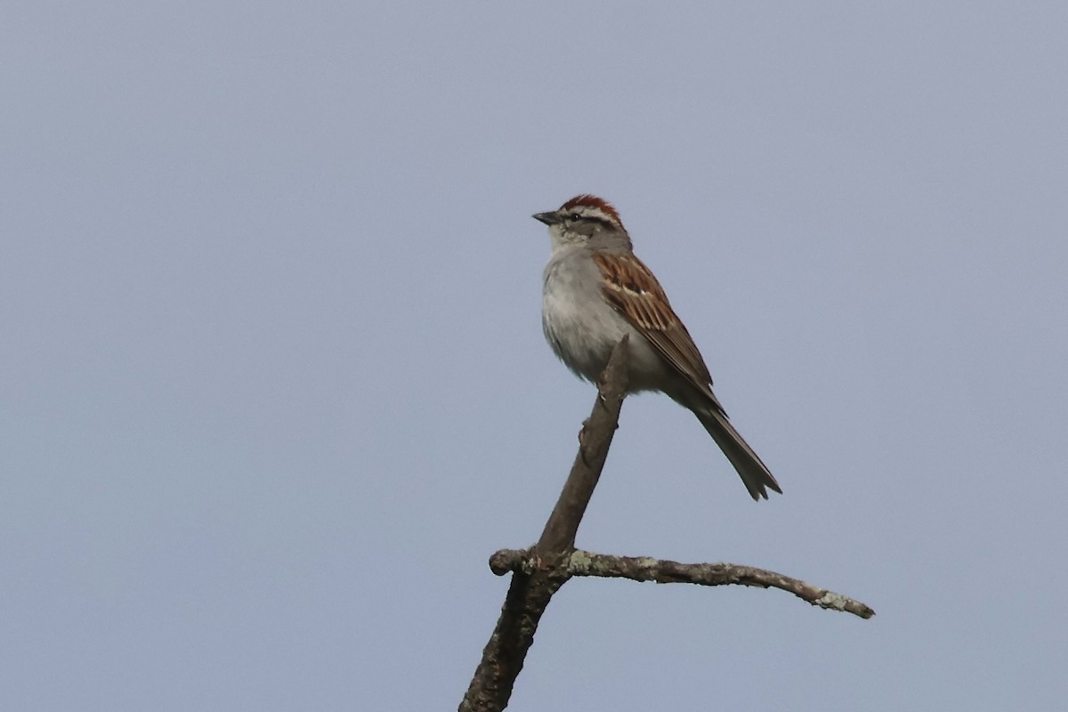 Chipping Sparrow - ML620502922