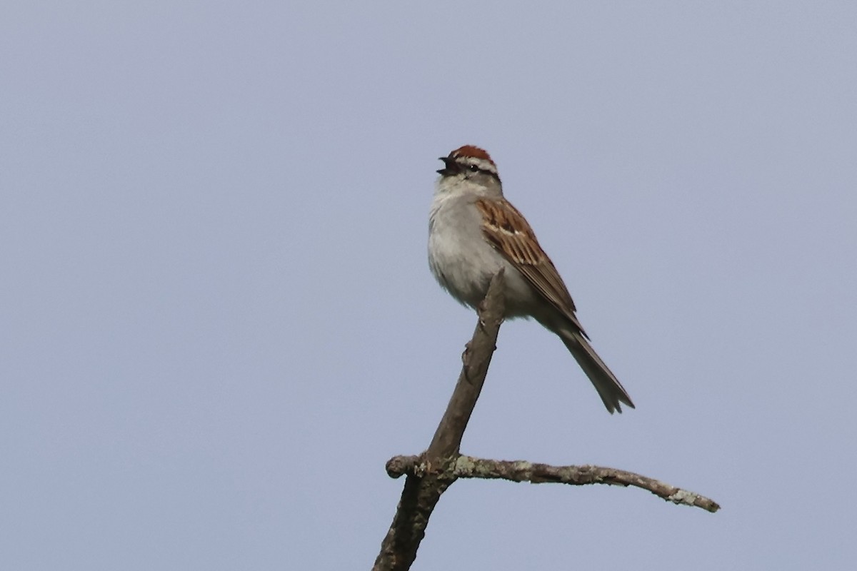 Chipping Sparrow - Gil Ewing