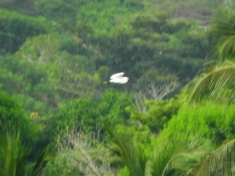 Snowy Egret - ML620502936