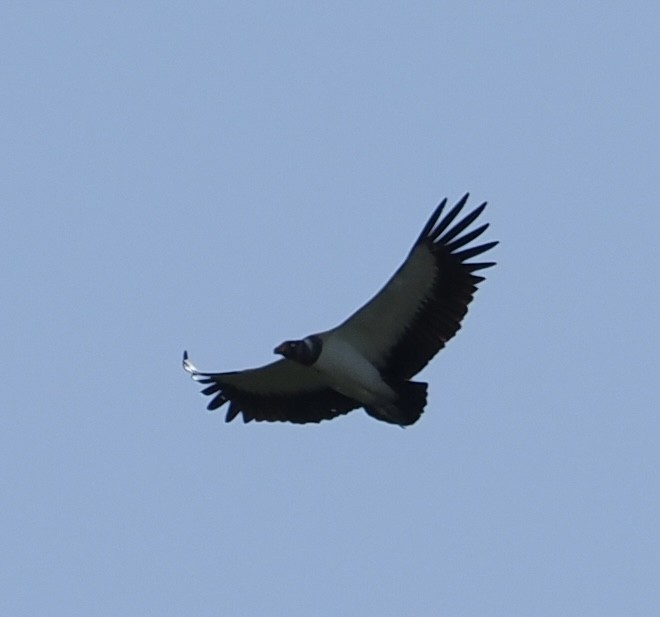 King Vulture - ML620502937