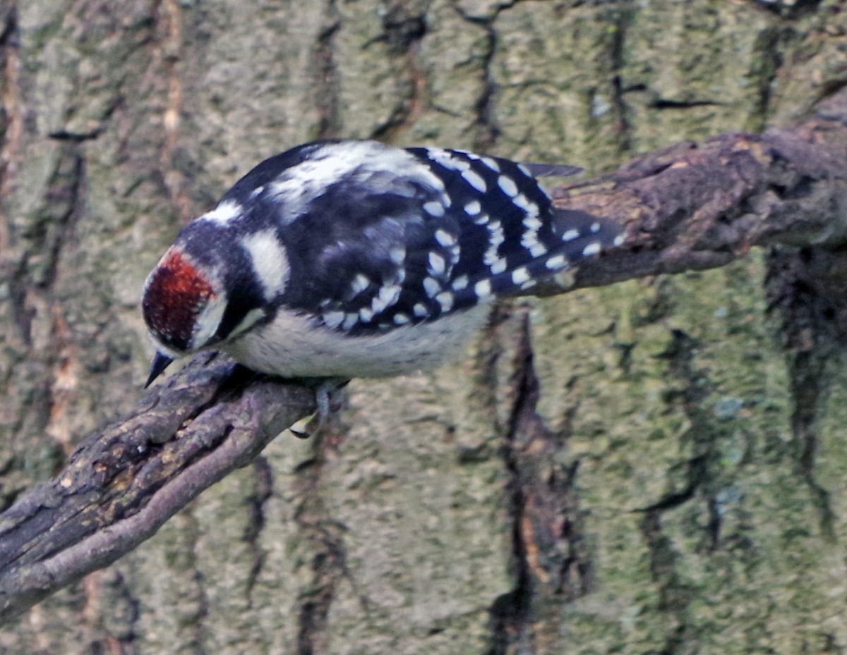 Downy Woodpecker - ML620502938