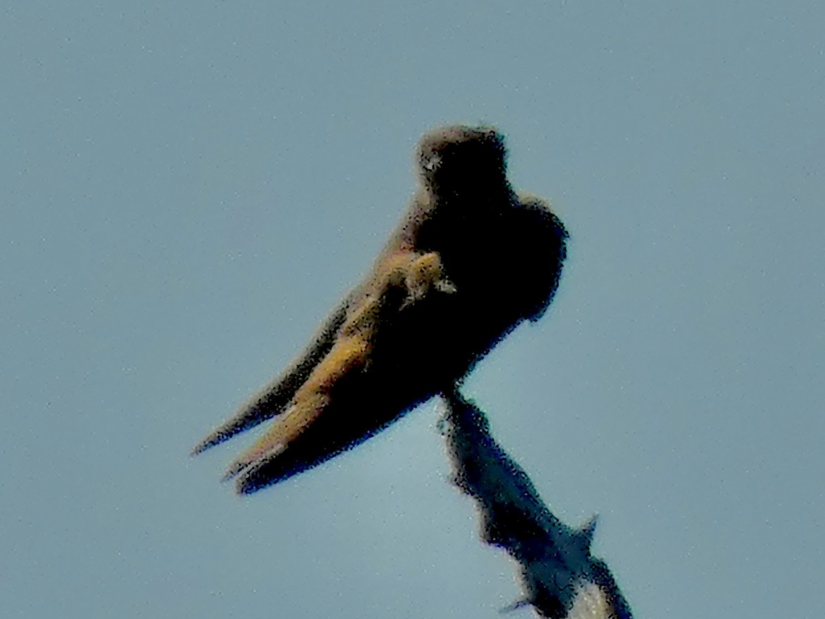 Northern Rough-winged Swallow - ML620502943