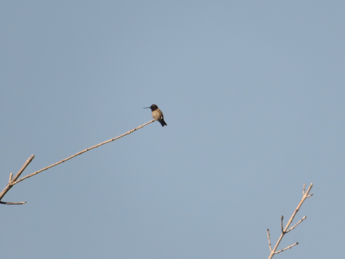 Black-chinned Hummingbird - ML620502946