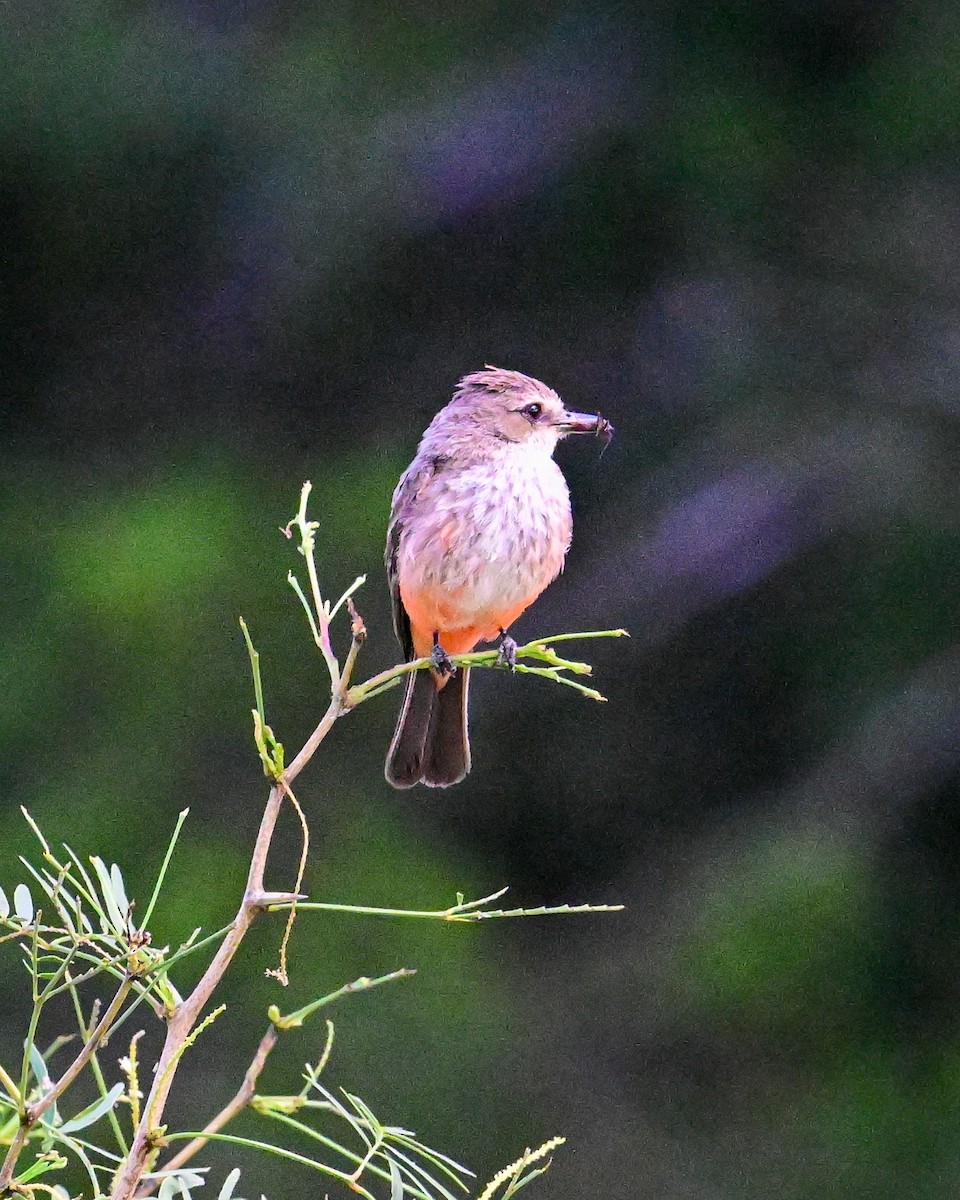 Vermilion Flycatcher - ML620502947