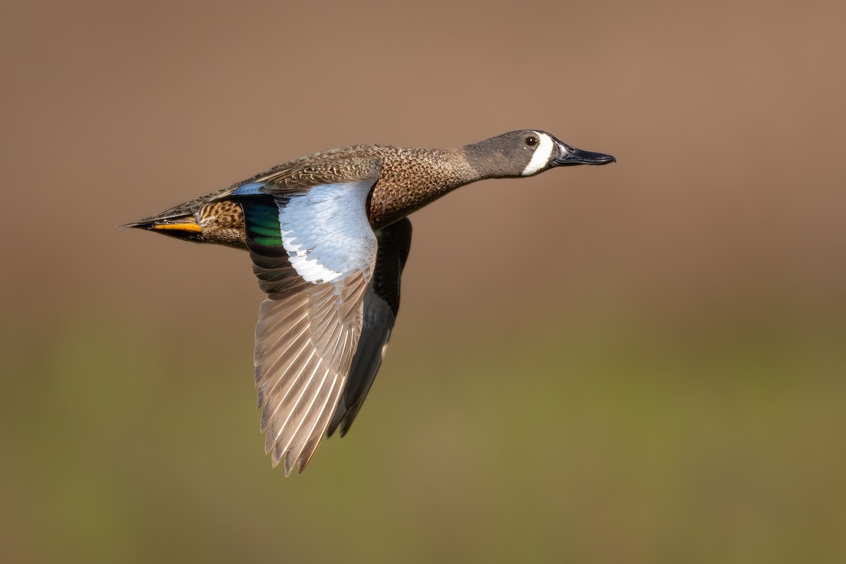 Blue-winged Teal - ML620502953