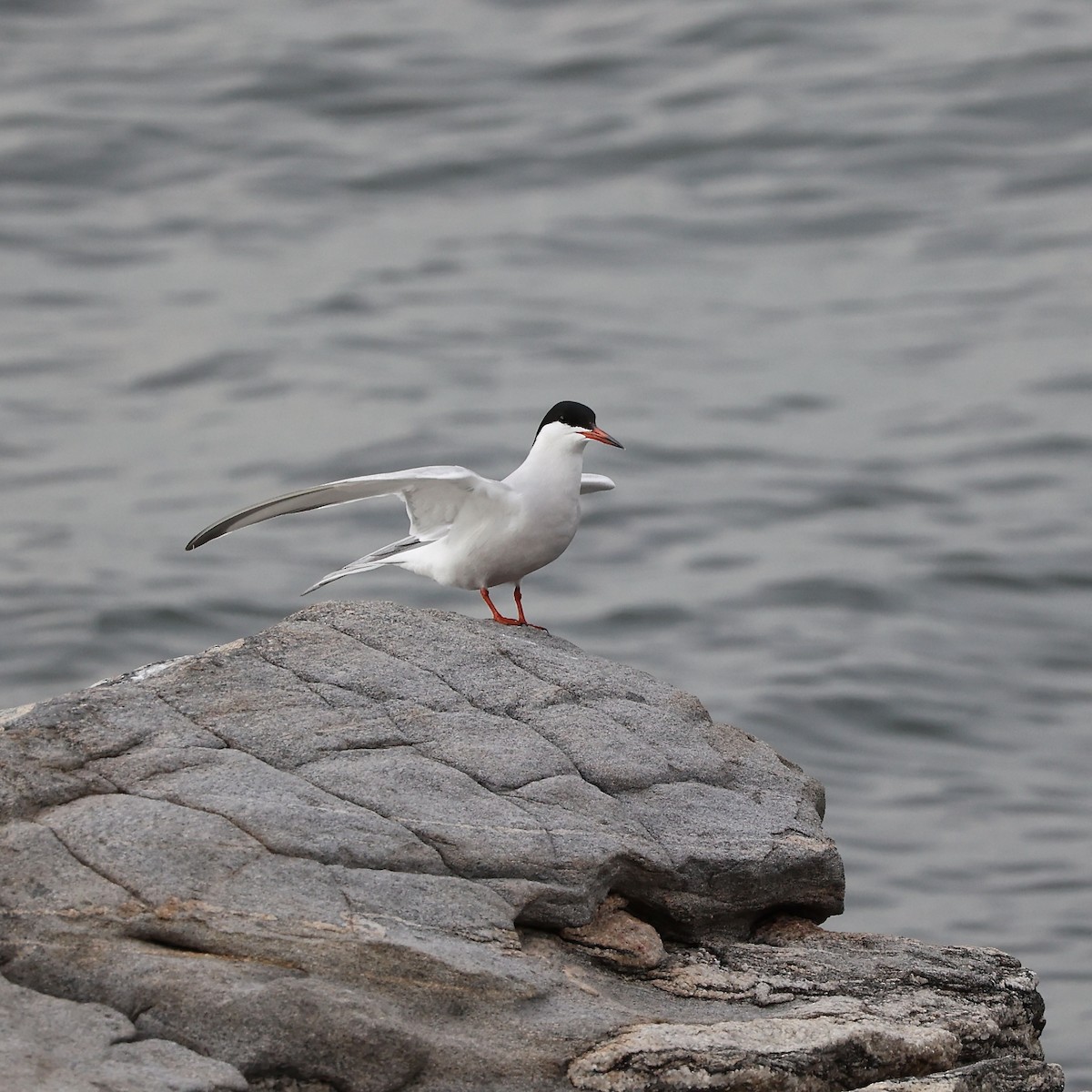 Common Tern - ML620502955