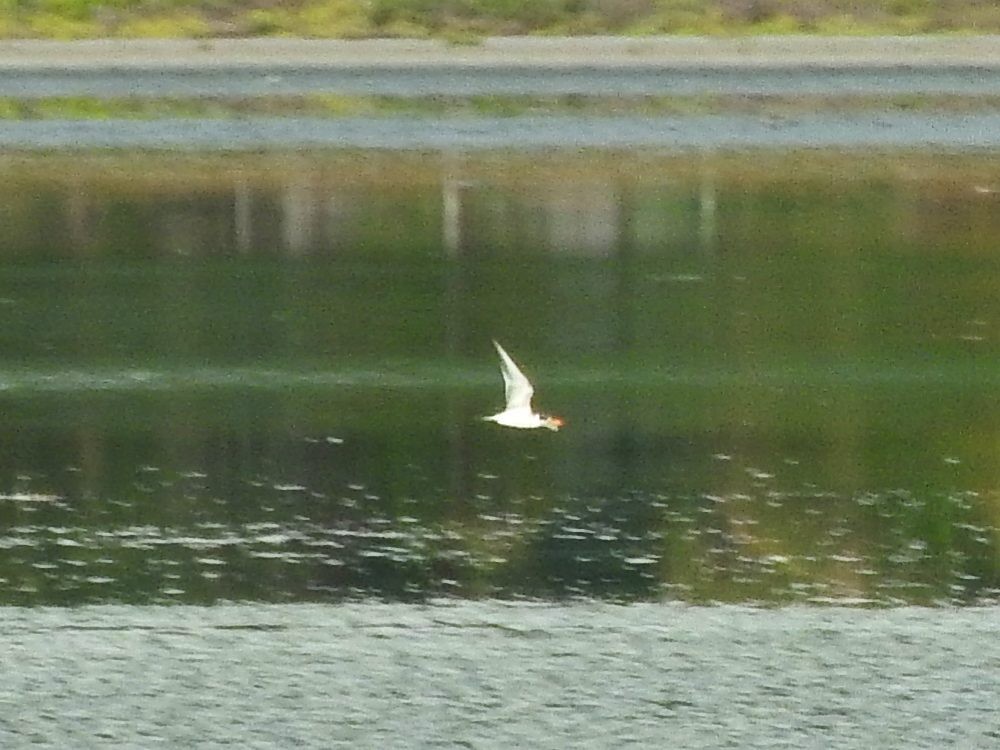 Large-billed Tern - ML620502959