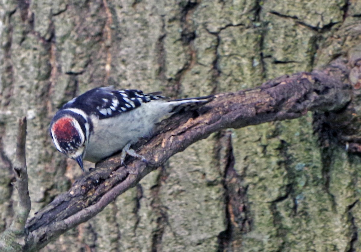 Downy Woodpecker - ML620502960