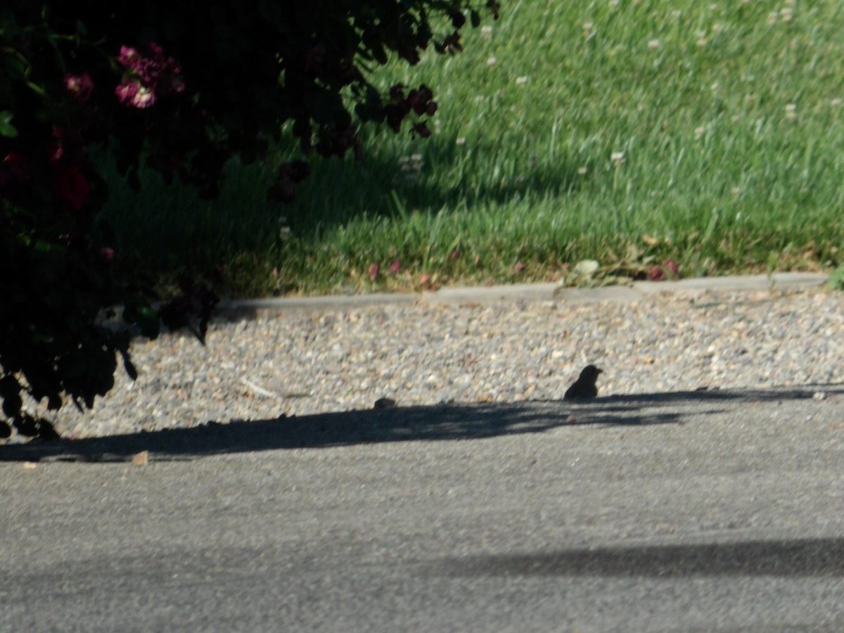 House Finch - ML620502966