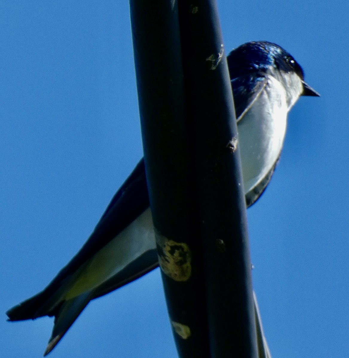 Tree Swallow - Connee Chandler