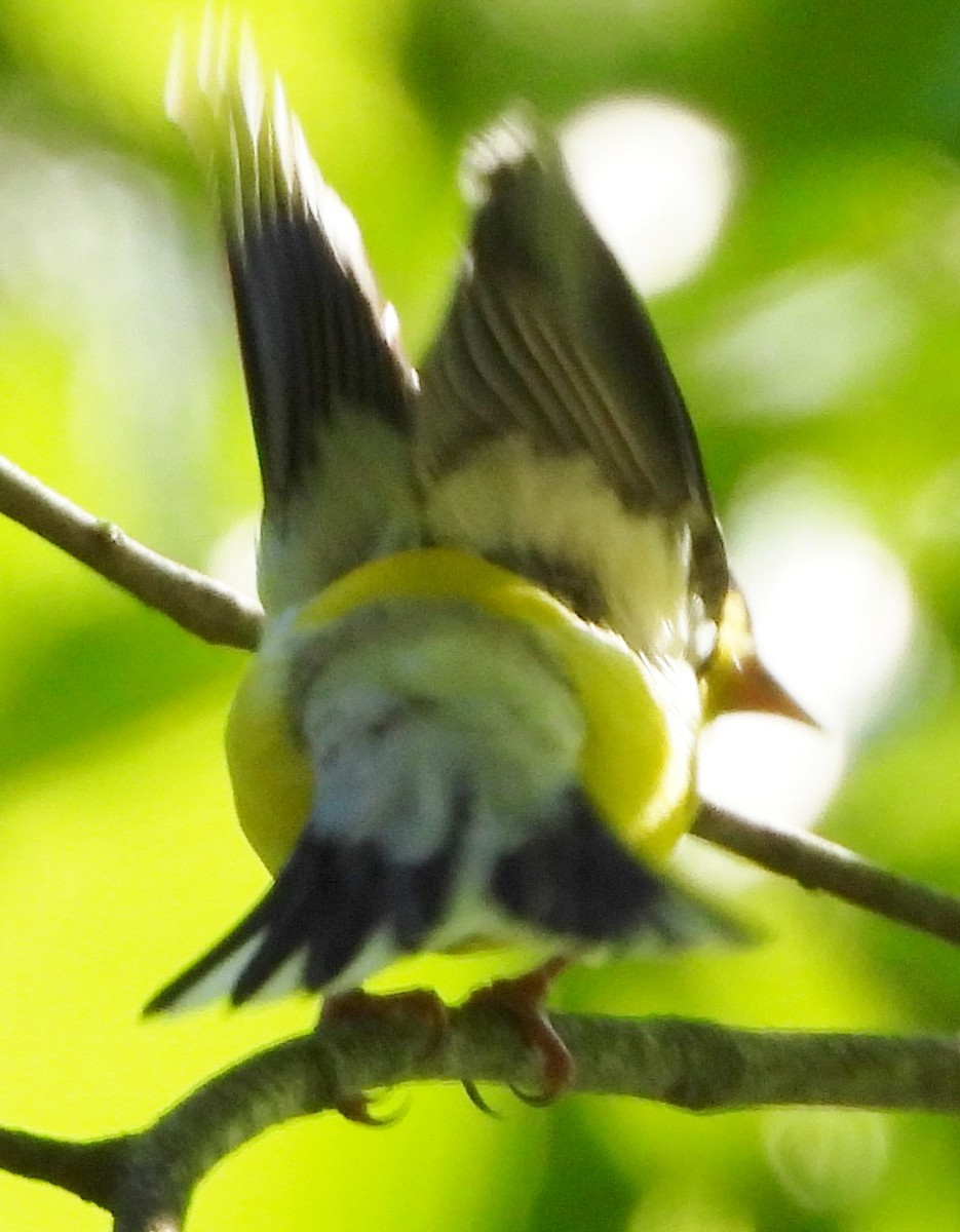 American Goldfinch - ML620502973