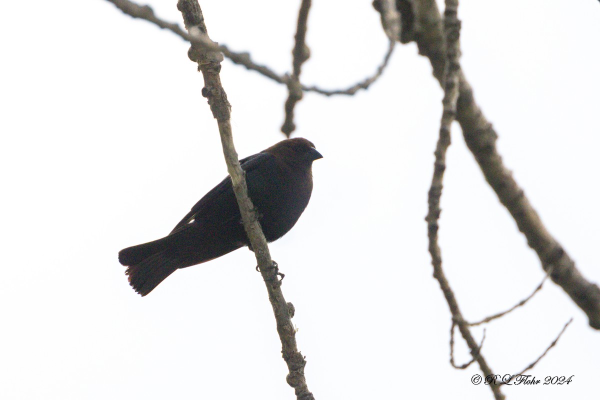 Brown-headed Cowbird - ML620502974