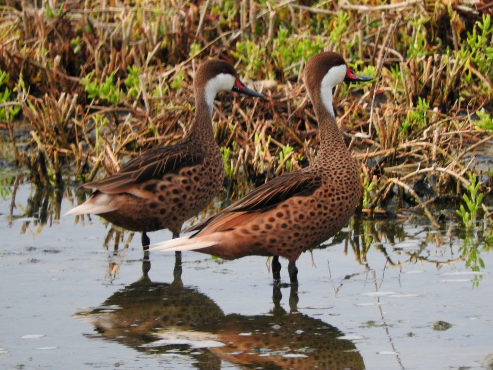 White-cheeked Pintail - Fernando Nunes