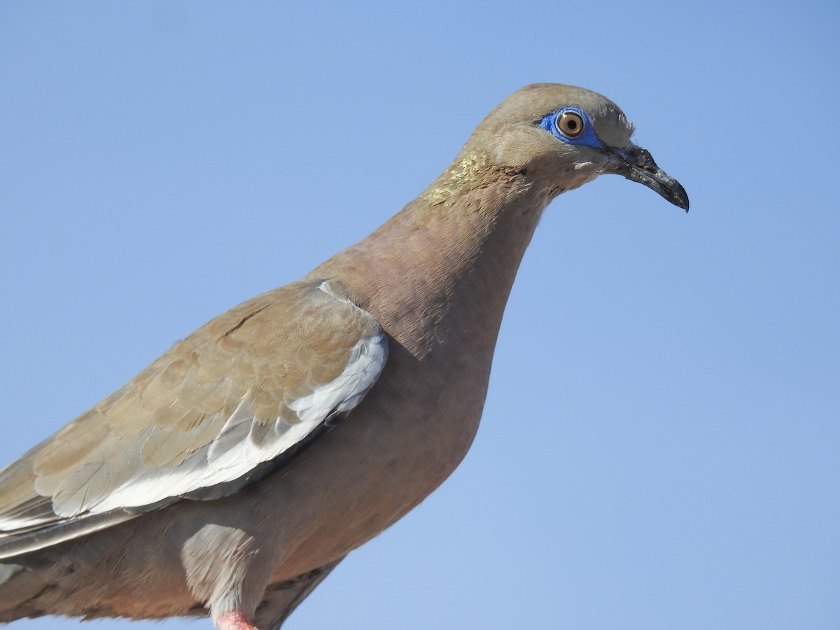 West Peruvian Dove - ML620502979