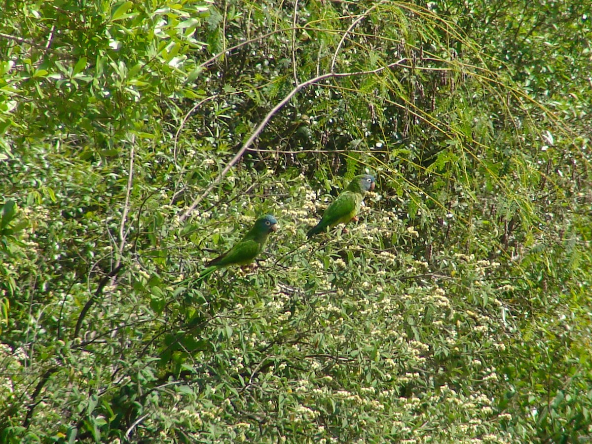 Conure à tête bleue - ML620502981