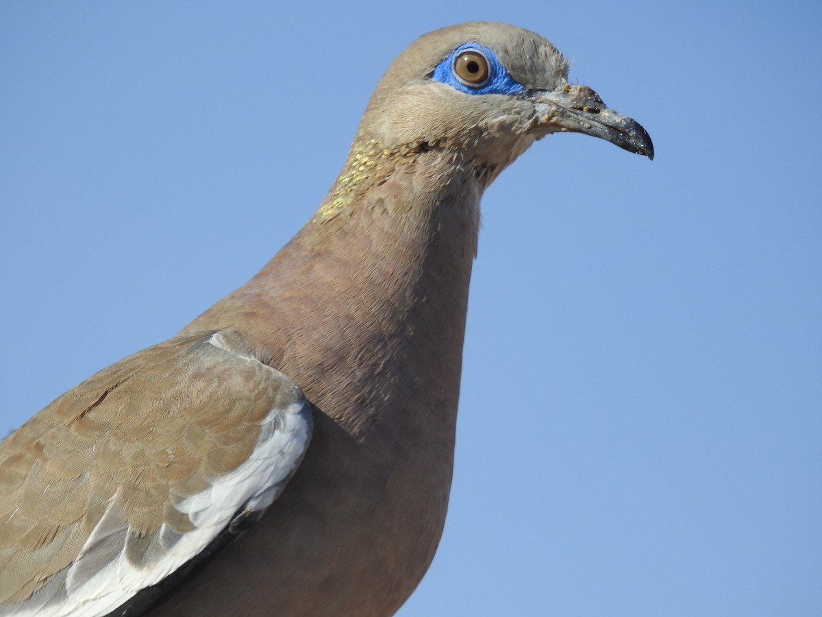 West Peruvian Dove - ML620502983