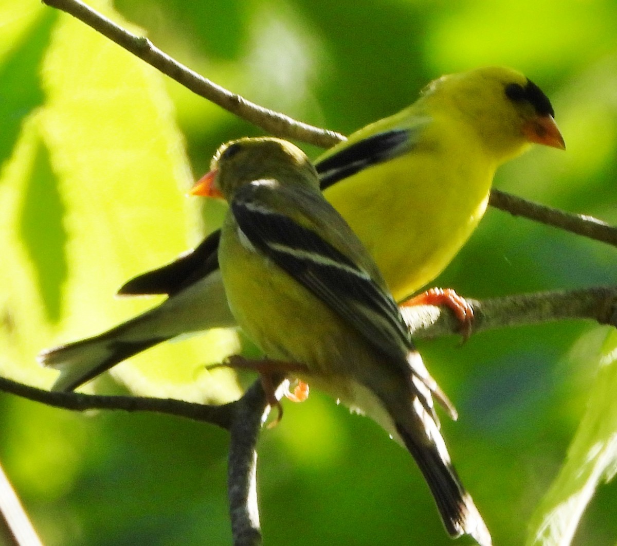 American Goldfinch - ML620502984