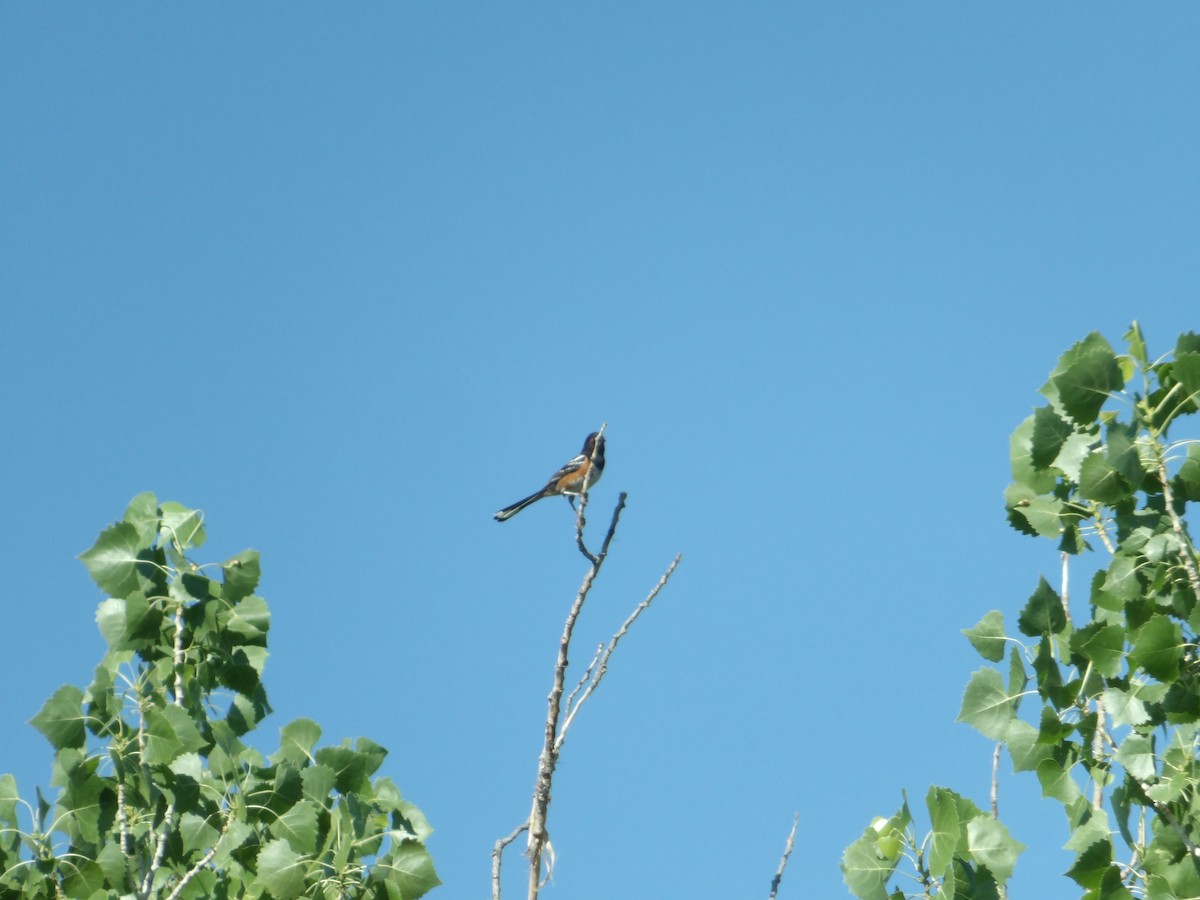 Spotted Towhee - ML620502985