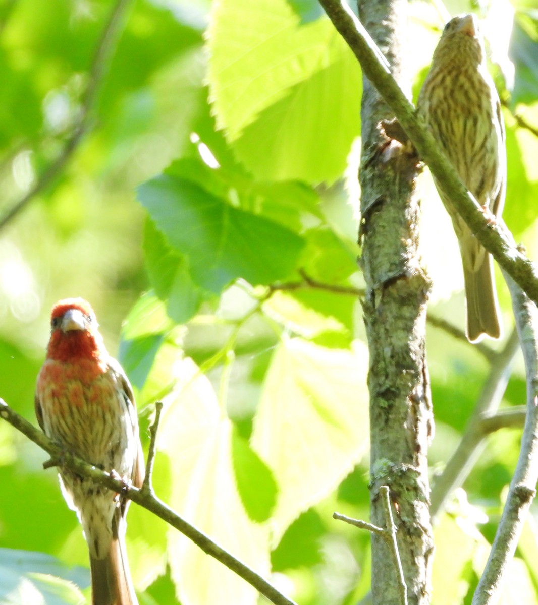 House Finch - ML620502987