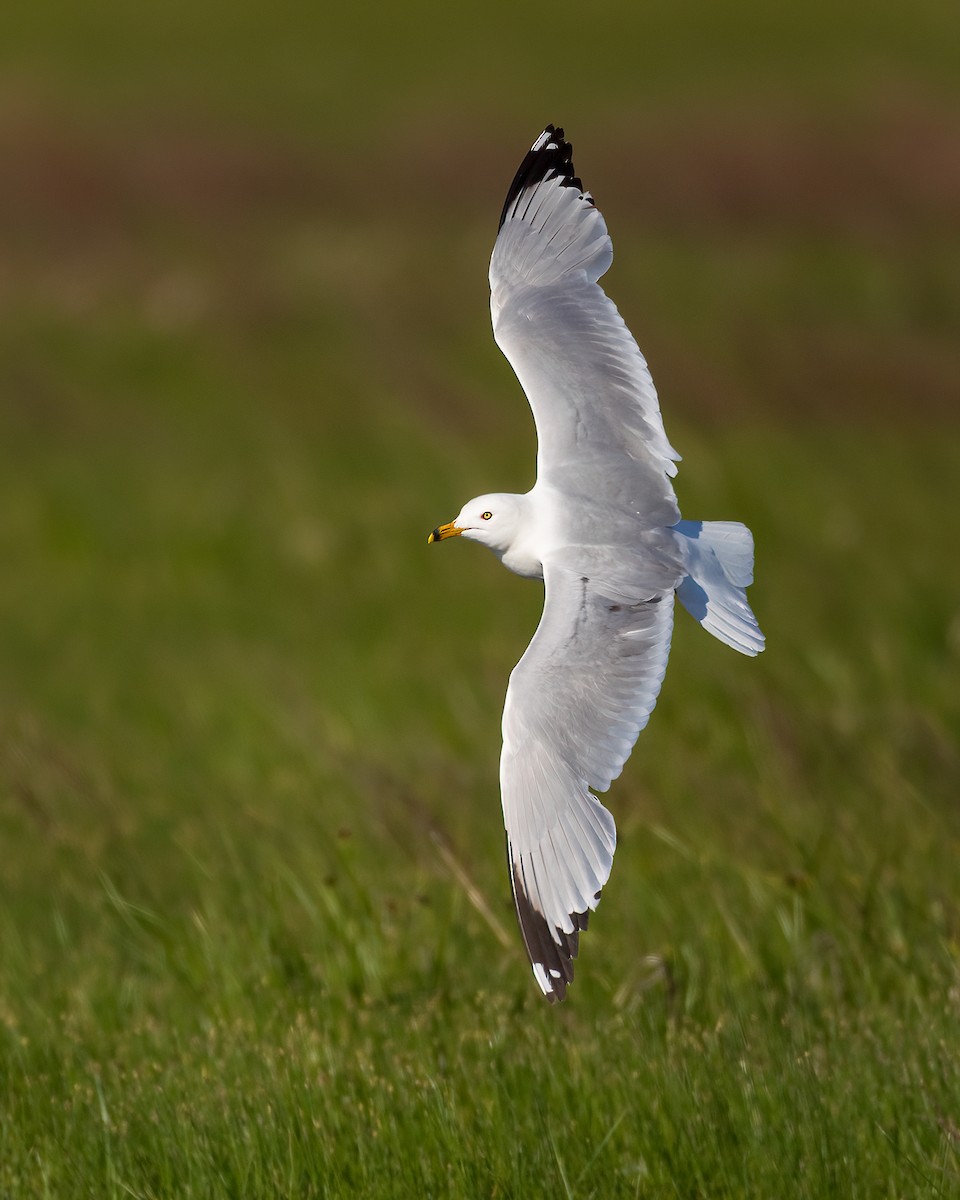 Ring-billed Gull - ML620502992