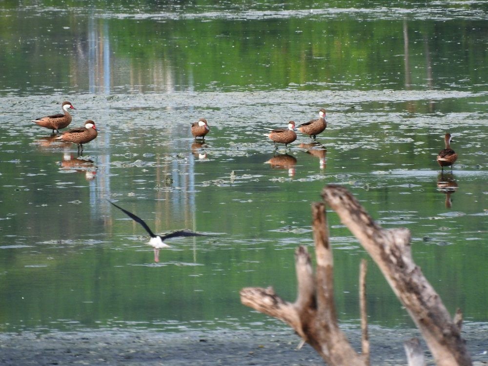 White-cheeked Pintail - ML620502994