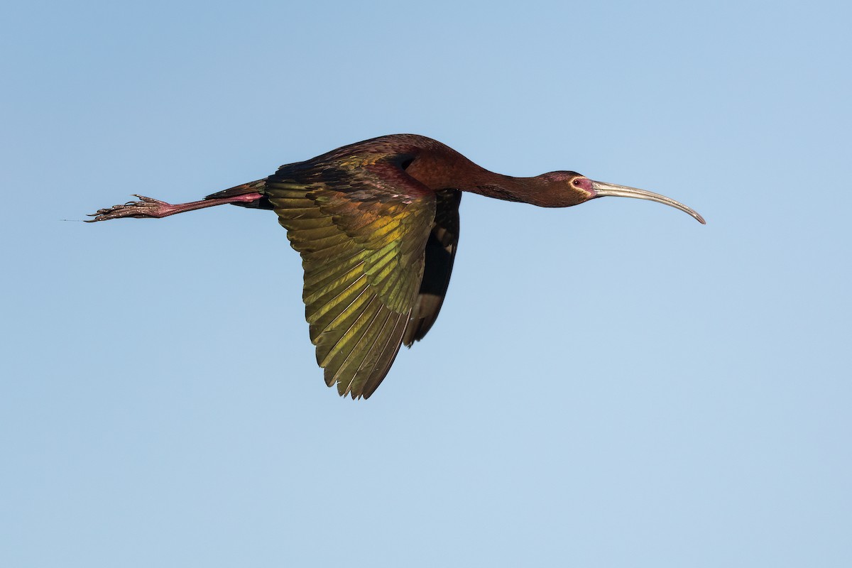 White-faced Ibis - ML620502995